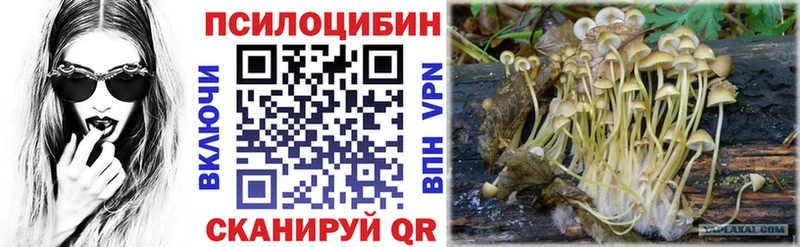 Псилоцибиновые грибы Psilocybe цены Невель